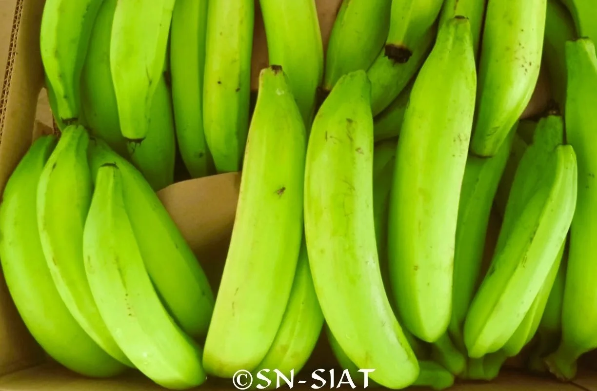 Banane plantain