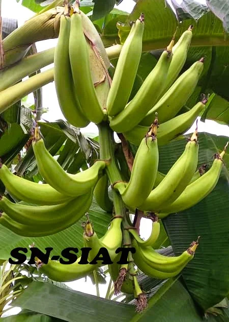 Régime de bananes plantains