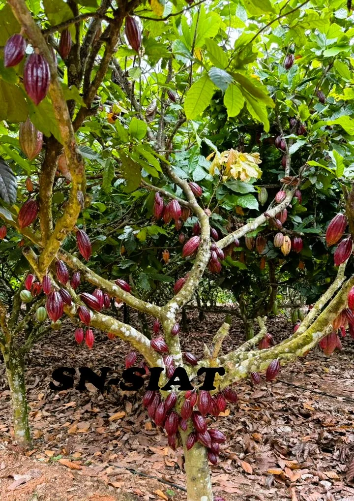 Jeune cacaoyer en fleurs et fruits