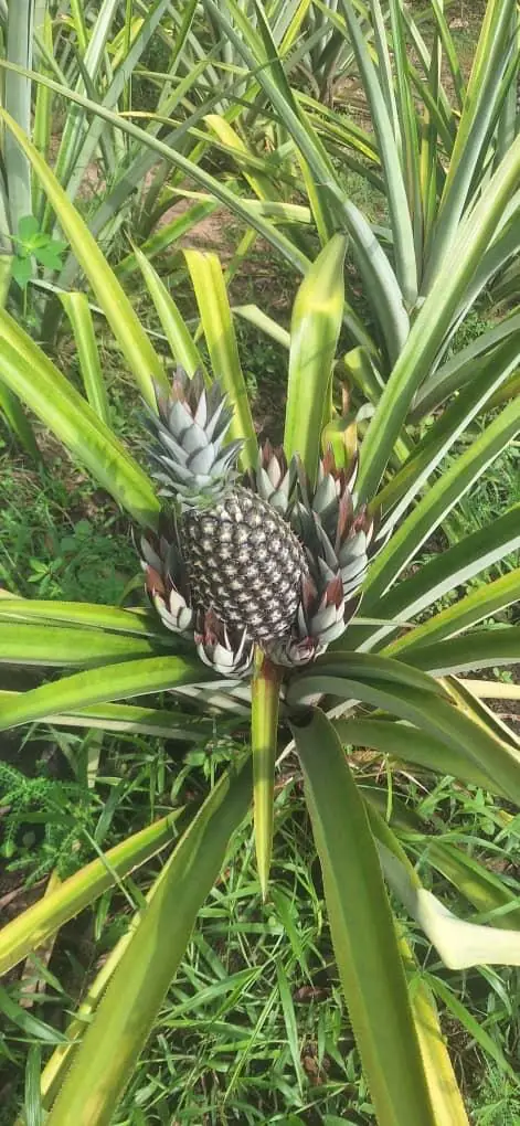 Ananas