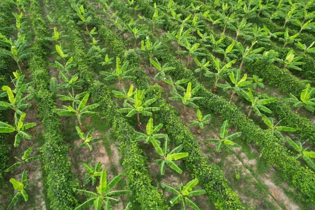Planting & arbres d’ombrage