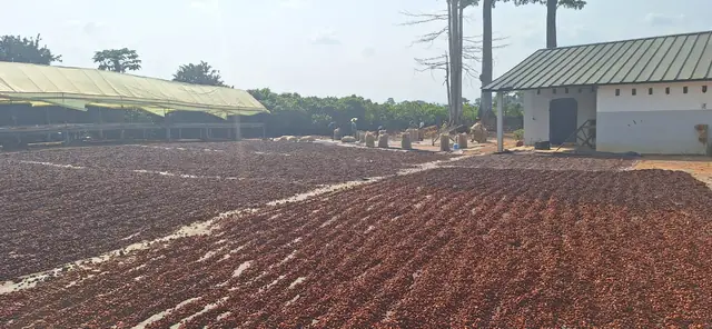 Fèves de cacao