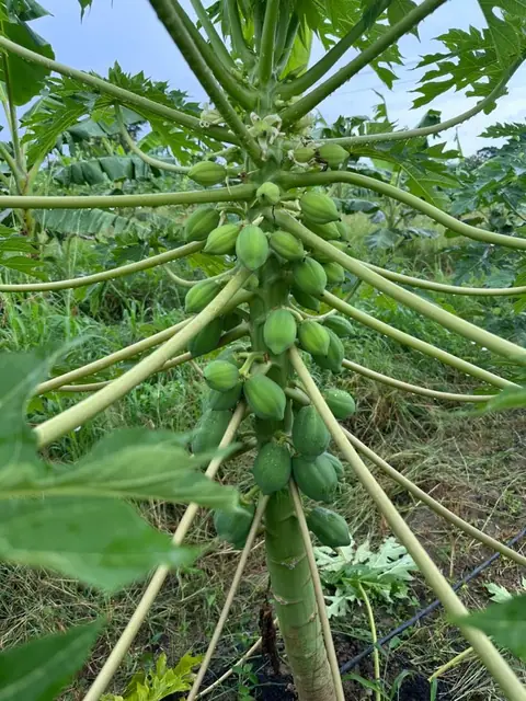 Papaye