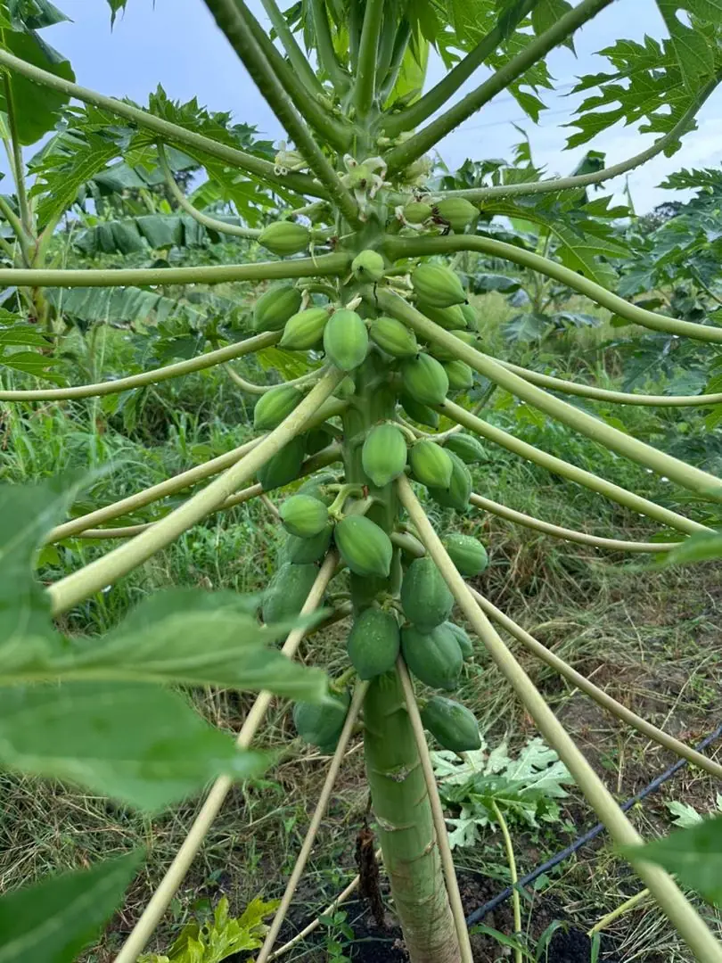 Papaye