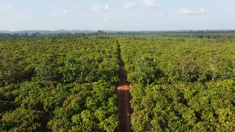 Vue aérienne de la plantation de cacao SN-SIAT à Tiassalé
